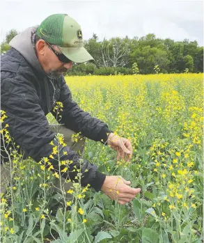  ?? ROD NICKEL / REUTERS ?? Andy Keen looks over a field of his canola near Manitou, Manitoba this week.
Hot, dry weather caused it to flower too early, hampering its potential yield.