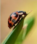  ??  ?? Left: Ladybirds often stroll across Jim’s notepad