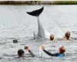  ?? Foto: T. Eisenkrätz­er, dpa ?? Ein Delfin schwimmt zwischen Badenden in der Ostsee.