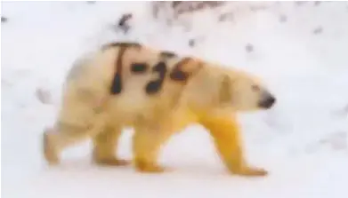  ?? SERGEY KAVRY / FACEBOOK ?? A polar bear was filmed in Russia walking with “T-34” spray-painted on its fur.