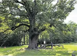  ?? GERALD HIRT ?? Eine der ältesten Eichen Europas steht in Bierbaum