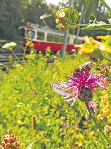  ??  ?? Die Siebendorn­ige Wollbiene (Anthidium septemspin­osum), hier auf einer WiesenFloc­kenblume mit Aussicht auf die Straßenbah­n, war bisher in Österreich selten gesehen.