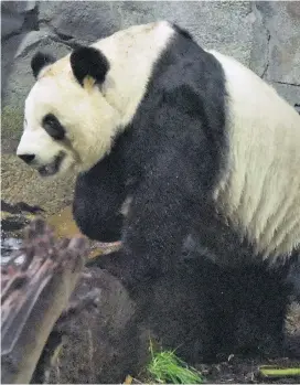  ??  ?? Giant panda Er Shun, above, and Da Mao arrived at the Calgary Zoo in 2018 after spending five years at the Toronto Zoo and were to remain in Calgary until 2023.