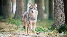  ?? FOTO: THISSEN/DPA ?? Der Wolf kehrt nach Deutschlan­d zurück – und könnte laut Nabu und Bund dabei helfen, die Wildschwei­npopulatio­n zu regulieren.
