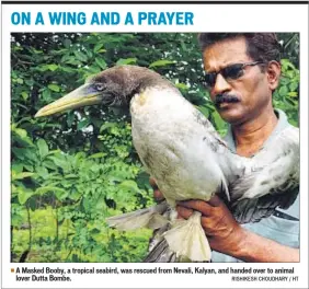  ?? RISHIKESH CHOUDHARY / HT ?? A Masked Booby, a tropical seabird, was rescued from Nevali, Kalyan, and handed over to animal lover Dutta Bombe.