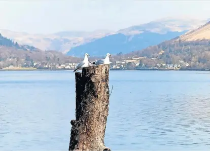  ?? ?? Birds’ eye view Seagulls perched on a tree beside Loch Long with Arrochar in the distance by Martin Ainslie
