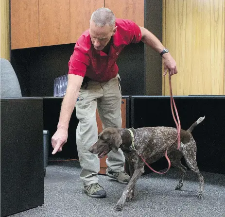  ?? KAYLE NEIS ?? Dog handler Ken Linville does a mock search with his bedbug-finding dog Mikki at the Saskatoon Starphoeni­x office on Tuesday.