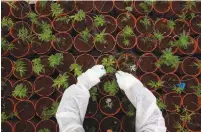  ?? (Reuters) ?? A WORKER tends cannabis plants at a government-approved medical marijuana plantation somewhere in northern Israel.