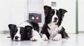  ??  ?? Border Collies Miley and Tiara during a touchscree­n experiment at the University of Veterinary Medicine in Vienna. — AFP