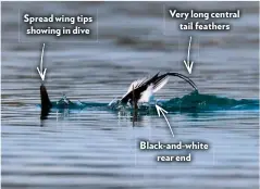  ??  ?? Spread wing tips showing in dive
Very long central tail feathers
Black-and-white rear end