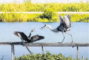  ?? PATRICK CONNOLLY/ORLANDO SENTINEL ?? An anhinga and a great blue heron get into a little shouting match at Lake Apopka Wildlife Drive.