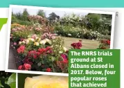  ??  ?? The RNRS trials ground at St Albans closed in 2017. Below, four popular roses that achieved gold medal status
