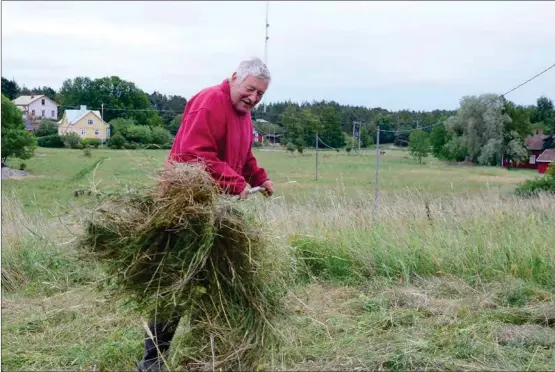  ??  ?? TRADITIONS­BÄRARE. Krister Mattsson på Nötö har slagit hö för hand och räfsar undan det.