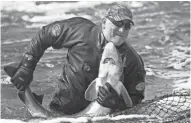  ?? MARK HOFFMAN / MILWAUKEE JOURNAL SENTINEL ?? Department of Natural Resources employee Donnie Herman wrangles a sturgeon into a net in Shawano in 2019.