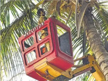  ?? BACHCHAN KUMAR ?? NMMC workers prune trees at Vashi as part of the pre-monsoon drive.