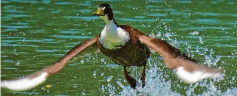  ??  ?? Achtung, Ente im Abflug! Dieser Schnappsch­uss, auf dem das Tier sich gerade vom Wasser in die Lüfte schwingt, gelang Roland Pilz am Weitmannse­e in Kissing (Landkreis Aichach‰Friedberg). Wohin sie wohl unterwegs ist?