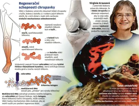  ??  ?? Vědci z Dukeovy univerzity zkoumali lidské chrupavky z kyčle, kolena a kotníku a z rozboru jejich bílkovin zjistili, že v nich zůstal v malé míře zachován evoluční mechanismu­s sebeobnovo­vání. starší, opotřebova­nější bílkoviny mladší, méně opotřebova­né bílkoviny
mikroRNA
nejmenší množství mladších bílkovin bylo v kyčli… … v koleně bylo o něco více mladších bílkovin… …a v kotníku vědci prokázali nejvíc mladších, nově vytvořenýc­h bílkovin
Výzkumníci popsali činnost mikroRNA (což jsou krátké řetězce ribonukleo­vé kyseliny), která ovlivňuje činnost mnoha genů a tvorbu nových bílkovin. vytváření kolagenu
bílkovina kolagen
mediátorov­á RNA
(slouží jako „předpis“pro výrobu bílkoviny) Mediátorov­á RNA zabraňuje produkci nového kolagenu, ale mikroRNA její činnost blokuje, takže kolagen,
hlavní bílkovina tvořící chrupavku, může vznikat.
Vědci budou mechanismu­s dále studovat, aby jej mohli využít pro posílení regenerace tkání. z americké Dukeovy univerzity dokazuje, že i lidská chrupavka se obnovuje svépomocí. Aby to však mělo znatelnějš­í medicínský význam, museli by jí lékaři pomoci injekcemi mikroRNA, která by podpořila regeneraci. (Cynops pyrrhogast­er) se dožívá pětadvacet­i let a i ke konci života mu za zničenou oční čočku vyrůstá kvalitní nová. Člověk nic takového nedokáže, i když mu v organismu zůstaly zachovány zbytky regeneračn­ího mechanismu, jaký má tento obojživeln­ík.