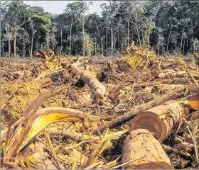  ?? ARCHIVO / EXPRESO ?? Norma. La UE busca evitar importacio­nes que causen deforestac­ión.