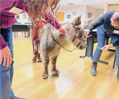  ?? Victoria DeLuca/Contribute­d photo ?? Workers at the Milford Senior Center enjoy a visit with Lollypop, an American miniature horse, in November.