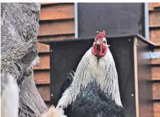  ??  ?? Hahn Torben und seine Hennen gewöhnen sich noch in einer Voliere an ihr neues Zuhause. Bald geht es auf den Hof.