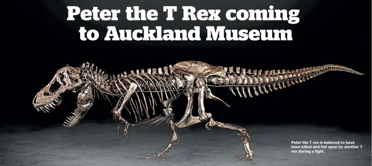  ?? ?? Peter the T rex is believed to have been killed and fed upon by another T rex during a fight.