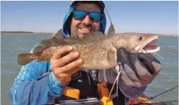  ??  ?? Las brótolas prefiriero­n langostino­s y camarones como engaño, y siempre tomaron bien de fondo.