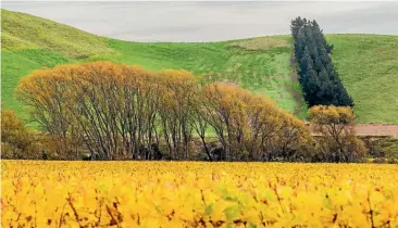  ?? PHOTO: RICKY WILSON/FAIRFAX NZ ?? Autumn is a spectacula­r time in Marlboroug­h.