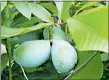  ?? ERICA MOSER/THE DAY ?? Pawpaws grow at Hunts Brook Farm in Quaker Hill.