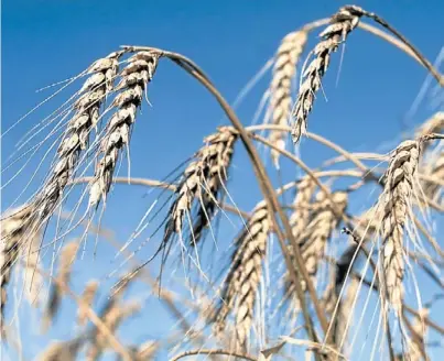  ??  ?? Salto productivo. En el sudeste bonaerense, el cereal aumenta el rinde a una tasa promedio de 65 kilos/ha por año.