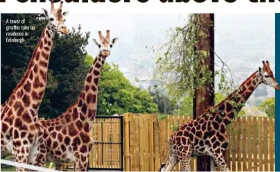  ??  ?? A tower of giraffes take up residence in Edinburgh
