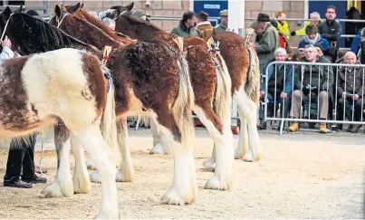  ??  ?? ON DISPLAY: Clydesdale­s will be out in force at Glasgow Agricultur­al Society’s National Stallion Show