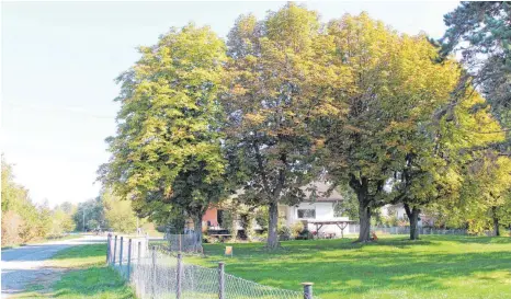  ?? FOTO: ROLAND WEISS ?? Sie sollen erhalten bleiben: Um die vier Kastanien machen sich viele Bürger Sorgen – so auch bei der Bürgerinfo­rmation zu hören.