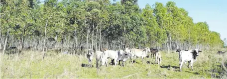  ??  ?? El balance regional de CO2 es positivo en los países miembros del Mercosur, resultando en un promedio de 3,5 veces más de captura que emisión, según estudios del sector privado.