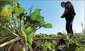  ??  ?? L’exploitati­on d’Hervé Lingrand, à Leforest, dans le Nord.