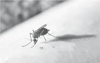  ?? REPRODUÇÃO DAS REDES SOCIAIS ?? Mosquito é transmisso­r da Febre do Oropouche, que tem sintomas parecidos com os da dengue