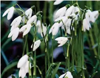  ??  ?? Delicate beauties: Snowdrops raise their heads