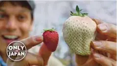  ??  ?? SEORANG lelaki menunjukka­n perbanding­an saiz strawberi putih White Jewel dengan strawberi merah biasa. - Agensi