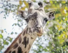  ?? MIKE DREW/FILES ?? A calf born to Emara, a six-year-old Masai giraffe, died Saturday at the Calgary Zoo just two days after it was born.