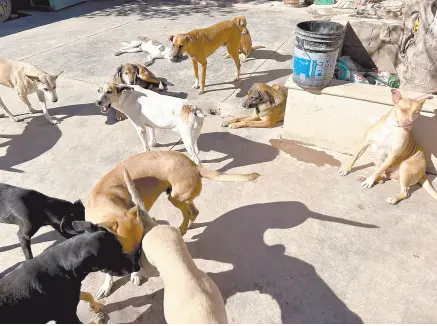  ?? ?? l Decenas de perros adultos permanecen en los distintos albergues de las asociacion­es de rescate animal de Cajeme, en espera de una familia que los adopte, aunque muchos de los interesado­s prefieren llevar cachorros a sus hogares.