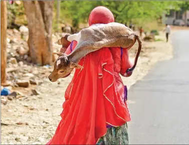  ?? IANS ?? A woman carries a calf on her shoulders as she walks through a street on a hot sunny day, in Ajmer on Thursday.