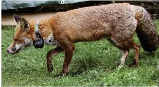  ??  ?? Fleet the fox was named by University of Brighton researcher­s and fifitted with a radio-collar. He walked 315km into the Sussex countrysid­e to find space to form his own territory.