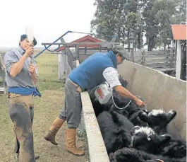  ??  ?? Aplicando. Sólo 30% del rodeo argentino está vacunado contra carbunclo.