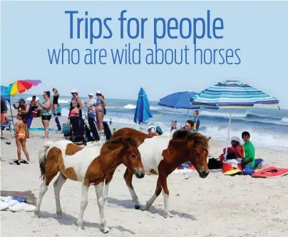  ?? Jacqueline Larma / Associated Press ?? Wild horses roam on South Ocean Beach at Assateague Island National Seashore near Berlin, Md. The seashore is also home to more than 300 species of birds as well as trails for hiking and biking.