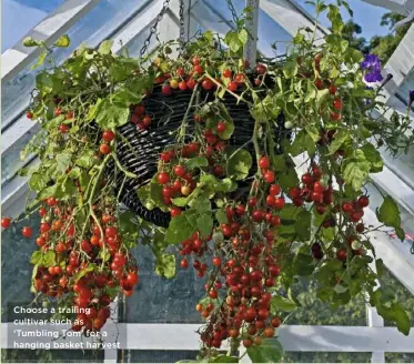  ??  ?? Choose a trailing cultivar such as ‘Tumbling Tom’ for a hanging basket harvest