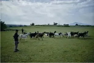  ??  ?? A chi l d herding his goats in Bijbehara, Anantnag (Zafar Dar)