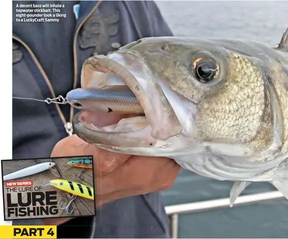  ??  ?? A decent bass will inhale a topwater stickbait. This eight-pounder took a liking to a LuckyCraft Sammy