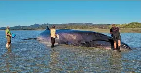  ?? ?? A stranded sei whale in Golden Bay was cared for by Manawhenua ki Mohua iwi members, DOC rangers and Project Jonah marine mammal medics.