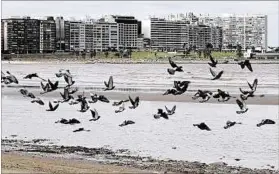  ??  ?? CONTAMINAC­IÓN. La basura aparece cada día en la orilla; en su mayoría es plástico.