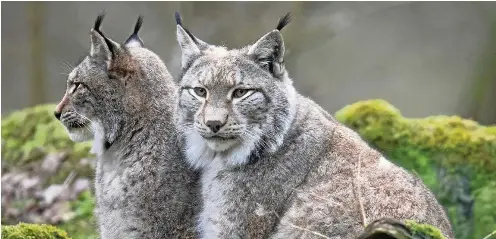  ?? ARCHIV-FOTO: BORIS ROESSLER / DPA ?? Zwei Luchse sitzen in ihrem Gehege in einem Wildpark in Hessen.