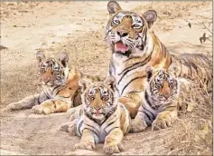  ?? Photo courtesy Aditya Singh ?? The famous Machli of Ranthambor­e with her cubs. Even without two canines, she hunted successful­ly, raised 5 cubs in last two litters.